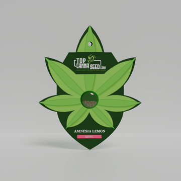 Amnesia Lemon