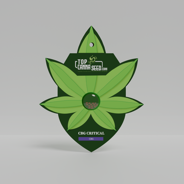 CBG Critical