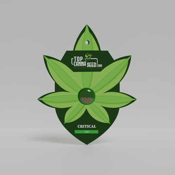 CBD Critical